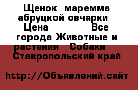 Щенок  маремма абруцкой овчарки › Цена ­ 50 000 - Все города Животные и растения » Собаки   . Ставропольский край